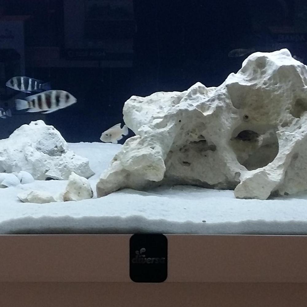 Akwarium z rybkami białym piaskiem i białymi skałkami